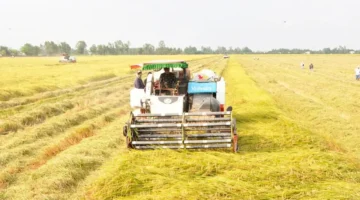 زيادة فرص العمل في مختلف القطاعات خلال فترة موسم الحصاد السنوي